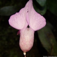 Impatiens thwaitesii Hook.f. ex Grey-Wilson